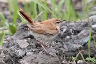 26 september 2013, Rosse waaierstaart, Petten_1_klein