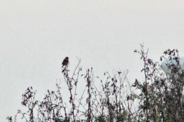 8 oktober 2012, Stejnegers Roodborsttapuit, Texel