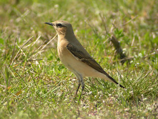 4 mei 2006, Tapuit, Eemshaven