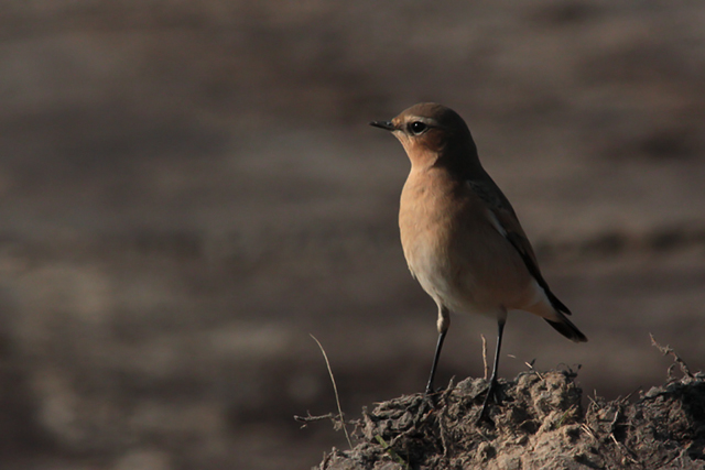 1 oktober 2011, Tapuit, Texel