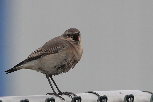 31 januari 2014, Tapuit, Eemshaven