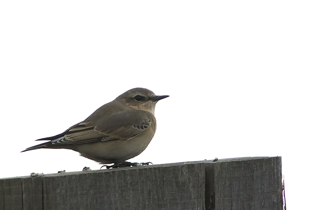 12 augustus 2014, Tapuit, Fochteloerveen_1
