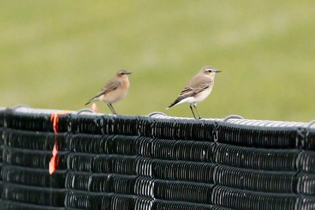 31 augustus 2014, Tapuit, Eemshaven