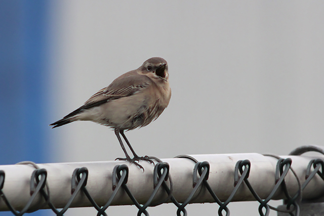 31 oktober 2014, Tapuit, Eemshaven