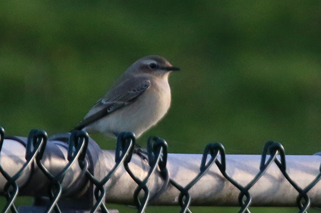 28 september 2015, Tapuit-3, Eemshaven