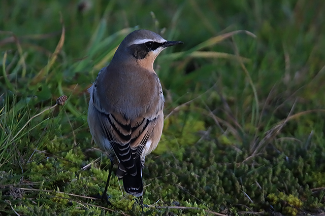 28 september 2015, Tapuit, Eemshaven