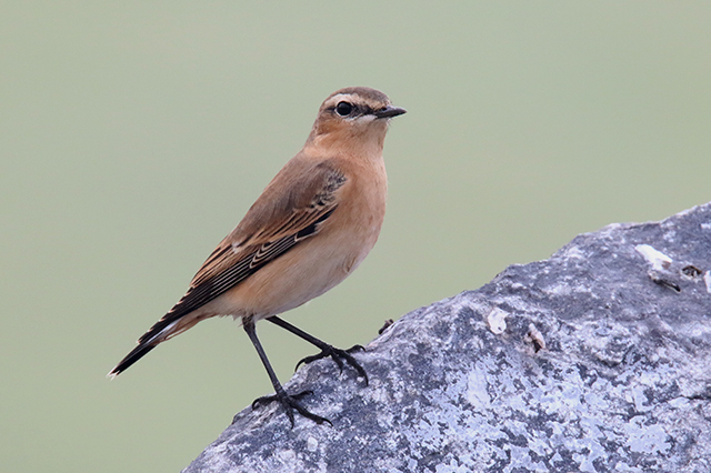 4 oktober 2015, Tapuit, Eemshaven
