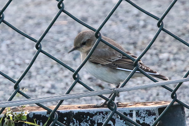 9 oktober 2015, Tapuit-1, Eemshaven