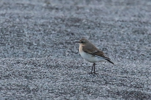 9 oktober 2015, Tapuit-2, Eemshaven