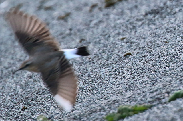 9 oktober 2015, Tapuit-3, Eemshaven
