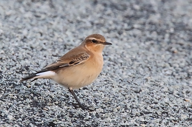 9 oktober 2015, Tapuit-4, Eemshaven