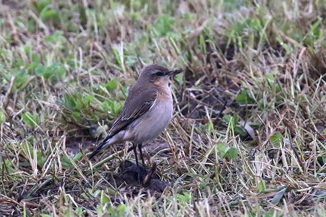 16 oktober 2015, Tapuit, Texel