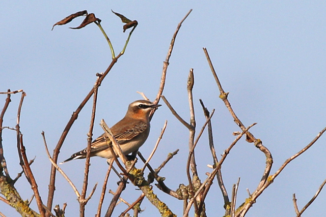 8 september 2019, Tapuit, Lauwersmeer_01