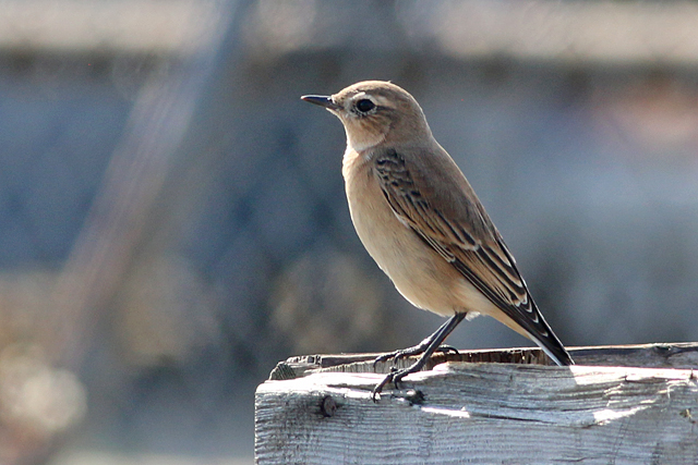 8 september 2019, Tapuit, Lauwersmeer_02