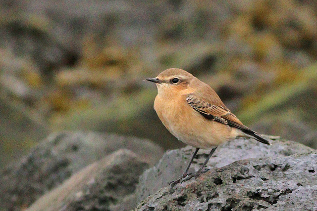 9 oktober 2023, Tapuit, Texel