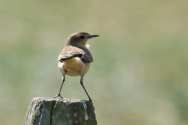29 augustus 2025, Tapuit, Lauwersmeer