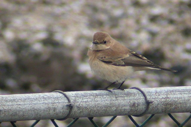 30 oktober 2004, Westelijke Blonde Tapuit, Eemshaven