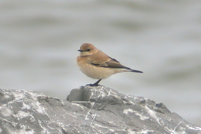 30 oktober 2004, Westelijke Blonde Tapuit, Eemshaven_2
