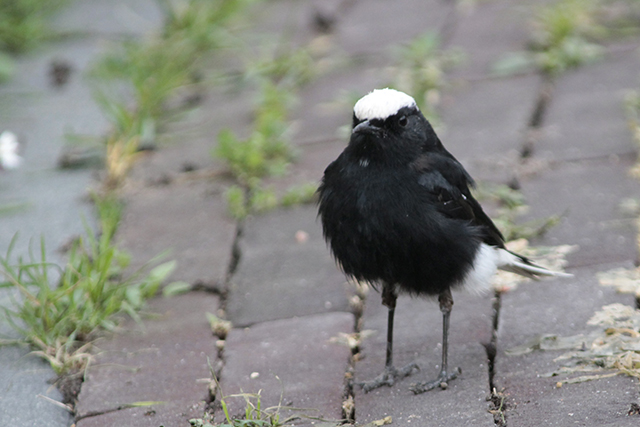 4 november 2014, Witkruintapuit, Oegstgeest_2