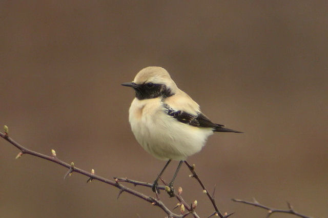 6 april 2005, Woestijtapuit, Fochteloerveen(Dr)_20050406A