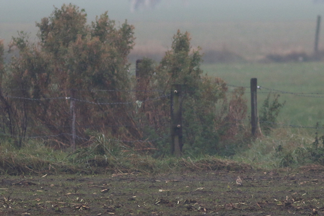 15 oktober 2016, Woestijntapuit, Texel