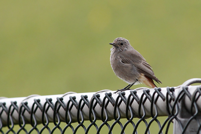 31 augustus 2014, Jonge Zwarte roodstaart, Eemshaven