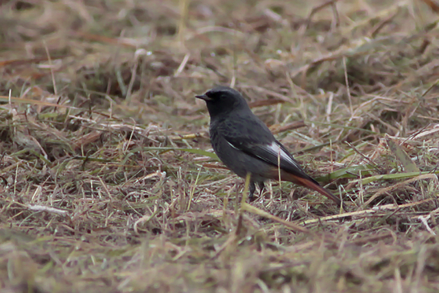 31 oktober 2014, Zwarte roodstaart, Eemshaven