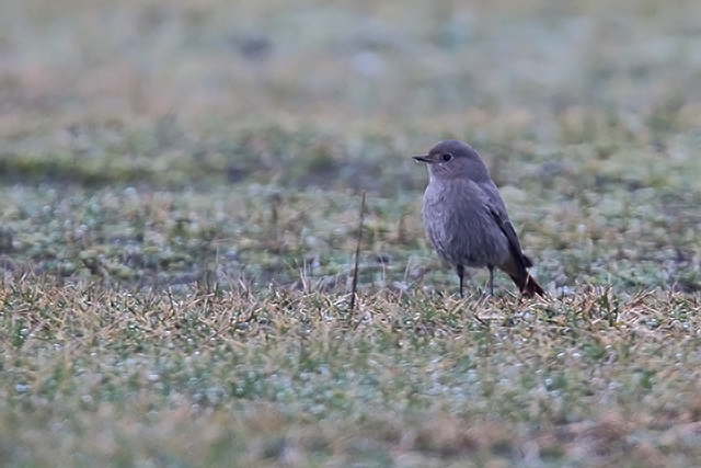 1 februari 2015, Zwarte Roodstaart, Lauwersoog