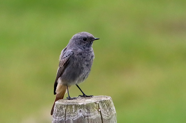 28 september 2015, Zwarte Roodstaart, Eemshaven