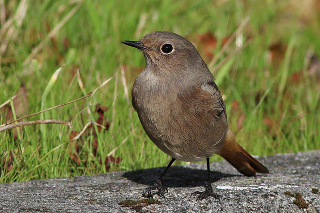 7 oktober 2022, Zwarte Roodstaart, Lauwersoog