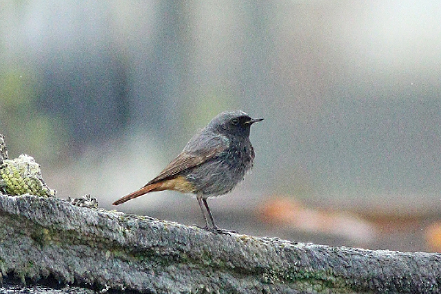 22 maart 2024, Zwarte Roodstaart 1e Zomer, Lauwersoog