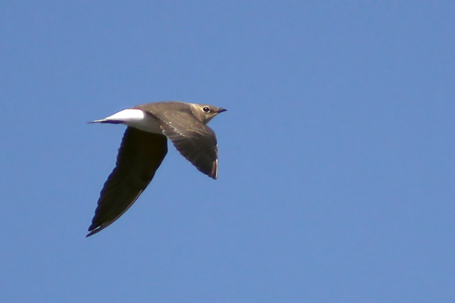 8 september 2014, Oosterse Vorkstaartplevier, Stinkgat_1