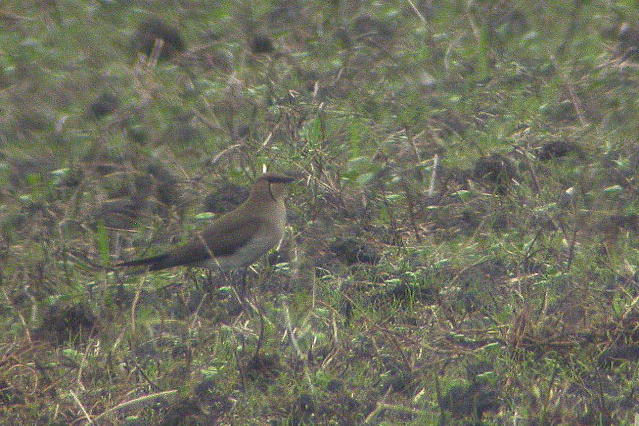 24 juni 2007, Steppevorkstaartplevier, 1_Buinen