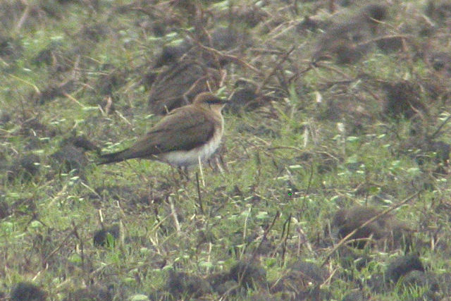 24 juni 2007, Steppevorkstaartplevier, 2_Buinen