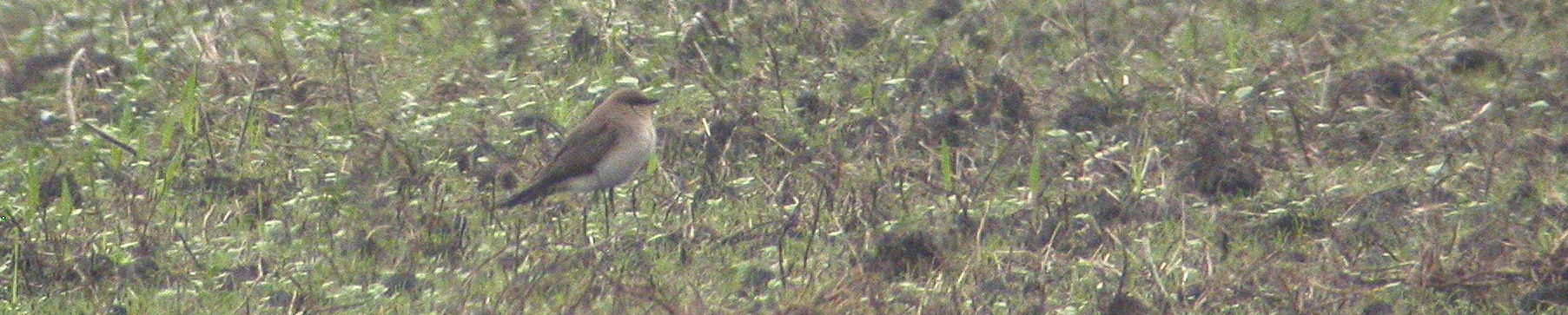 24 juni 2007, Steppevorkstaartplevier, 3_Buinen