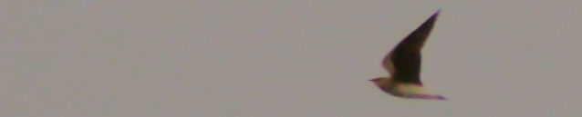 24 juni 2007, Steppevorkstaartplevier, vluchthelder_Buinen