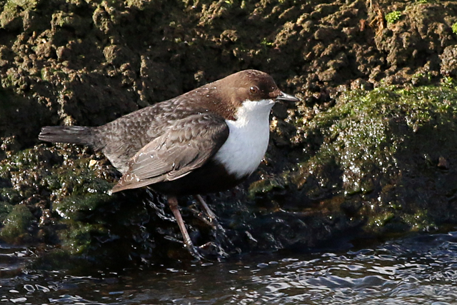 5 maart 2017, Waterspreeuw, Warnsveld