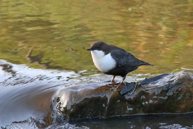 13 november 2020, Waterspreeuw, De-Haar_Assen