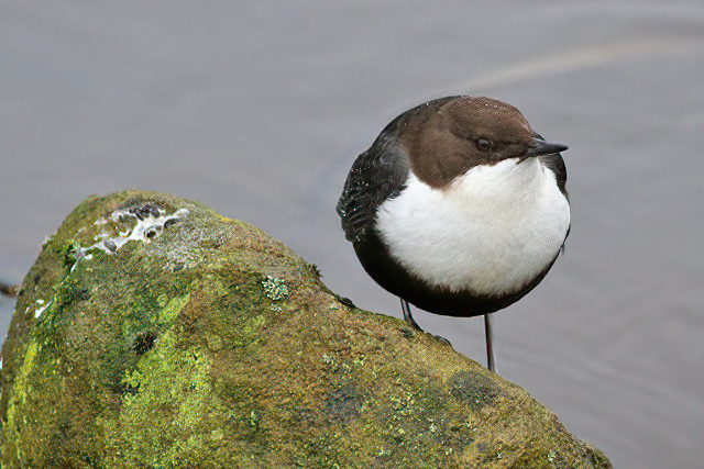27 november 2020, Waterspreeuw, De-Haar_Assen