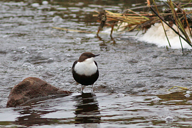 2 januari 2021, Waterspreeuw, De-Haar_Assen
