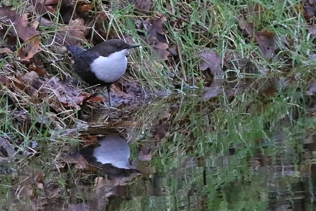 2 januari 2022, Waterspreeuw, Veenhuizen