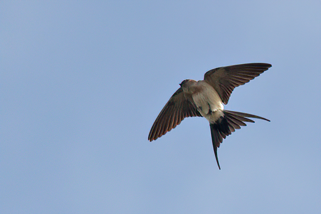 16 juni 2012, Roodstuitzwaluw, Texel_vuurtoren_4