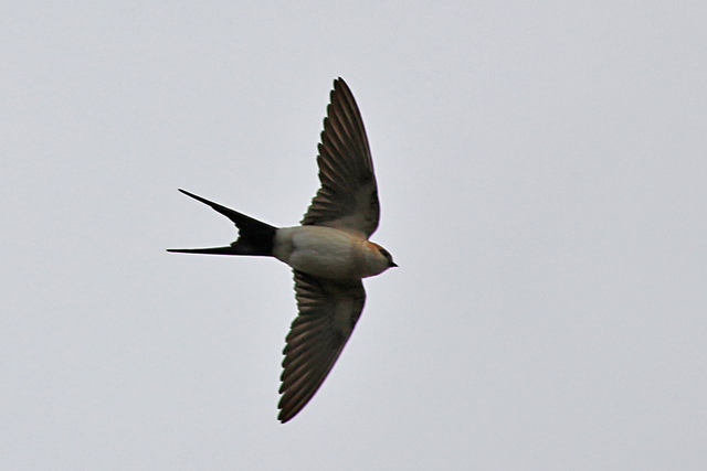 28 april 2017, Roodstuitzwaluw, Texel-4