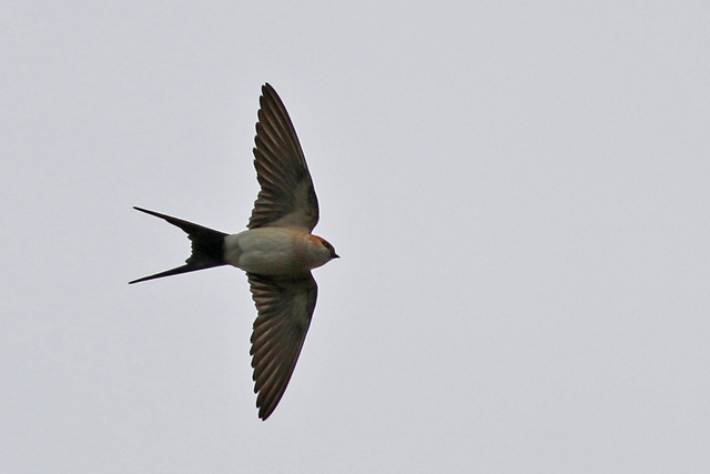 28 april 2017, Roodstuitzwaluw, Texel