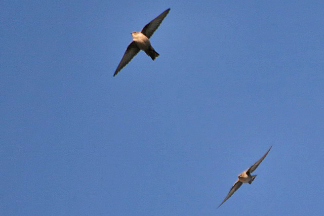 18 november 2006, Rotszwaluw, Hoorn_2