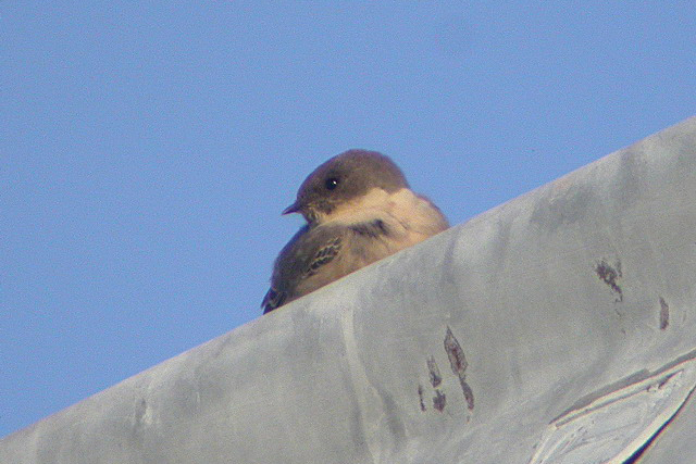 18 november 2006, Rotszwaluw, Hoorn_3