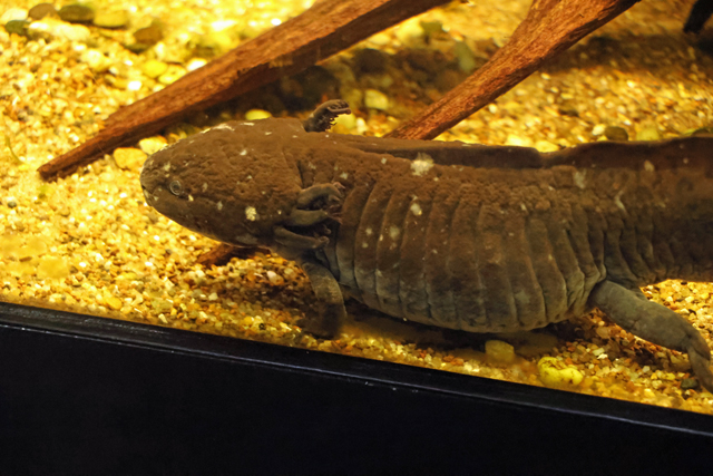 Amfibieën (Amphibia)