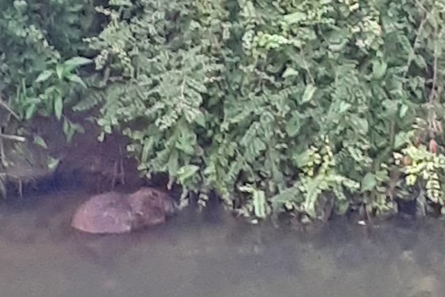 Europese Bever