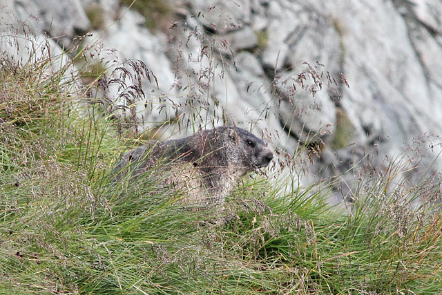 Alpenmarmot