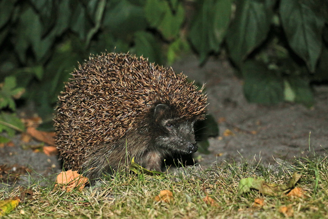 West-Europese Egel